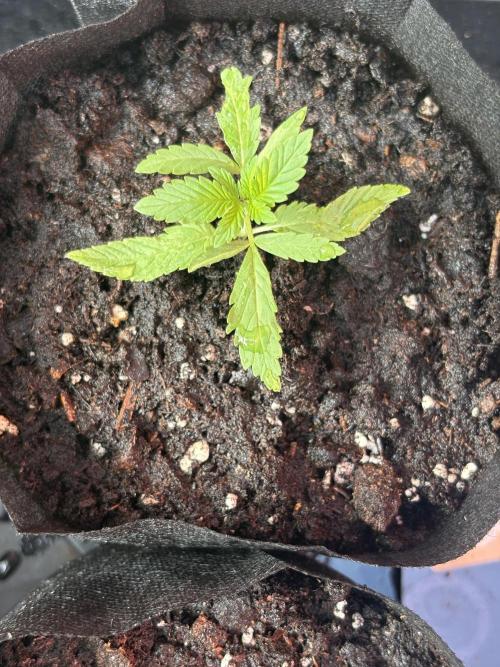 Purple Haze - 6/3/26. Week 1