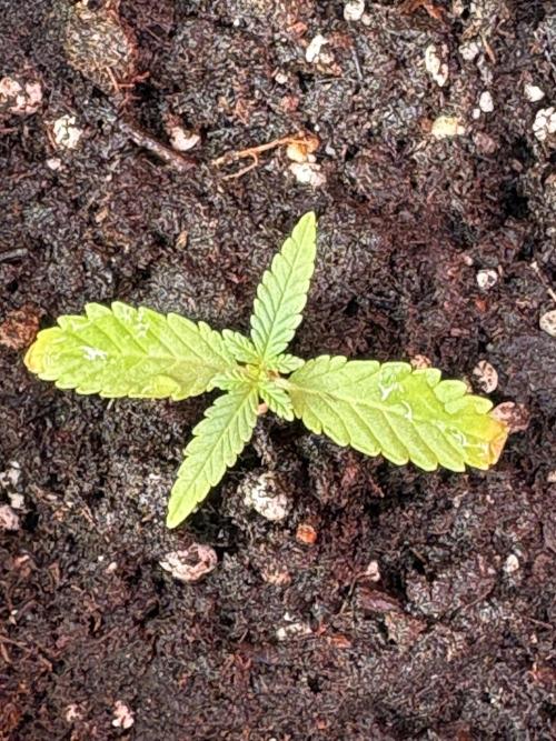 Purple Haze - 6/3/26. Week 1