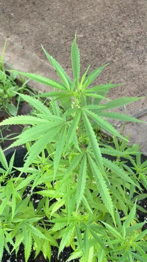 Skunk #1 - 4/20/26
