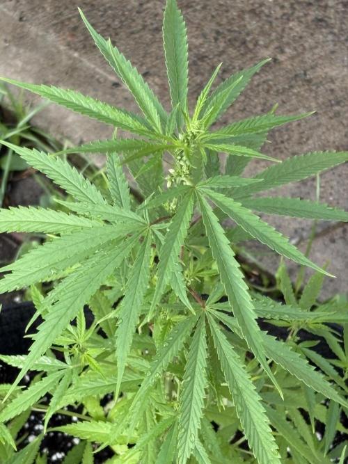 Skunk #1 - 4/20/26. Week 5