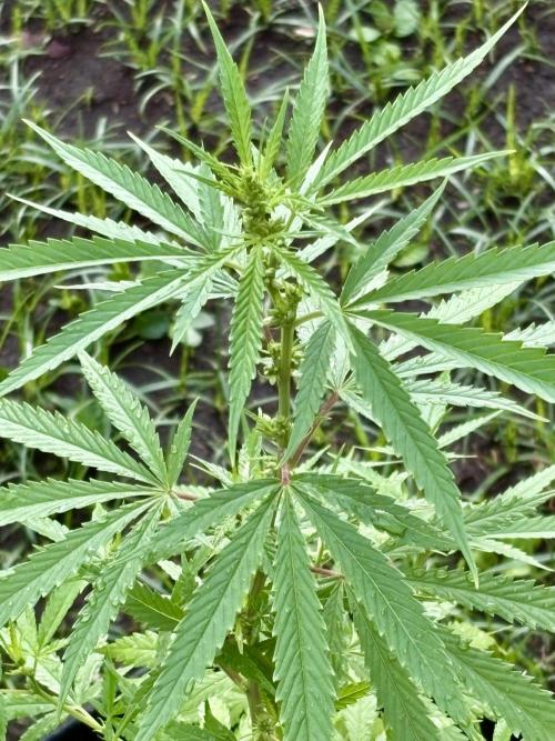 Skunk #1 - 4/20/26. Week 5