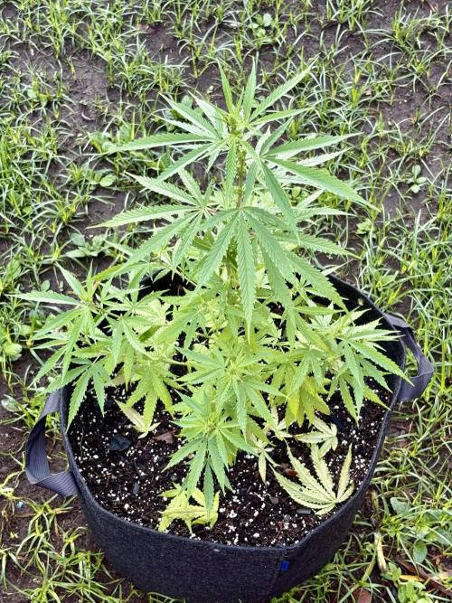 Sensi Skunk. Week 5