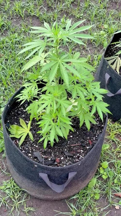 Blue Skunk - 4/12/26