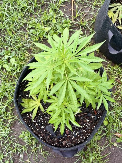 Blue Skunk - 4/12/26. Week 6