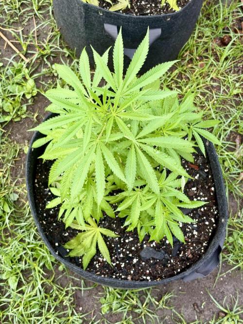 Blue Skunk - 4/12/26. Week 6
