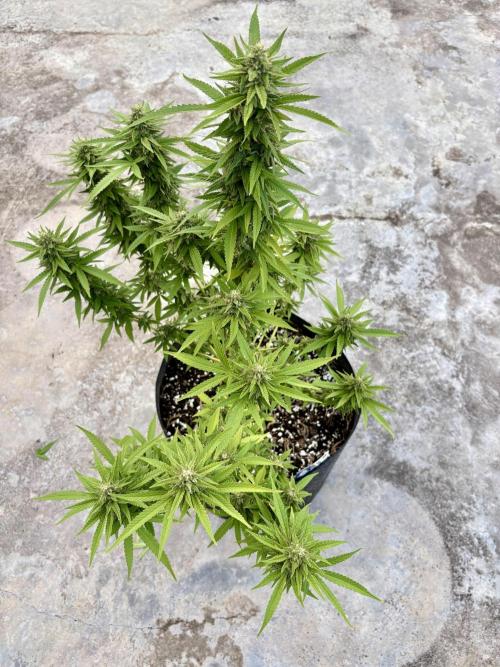 Panama Red - 2/22/26. Week 13
