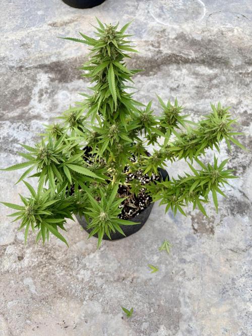 Panama Red - 2/22/26. Week 13