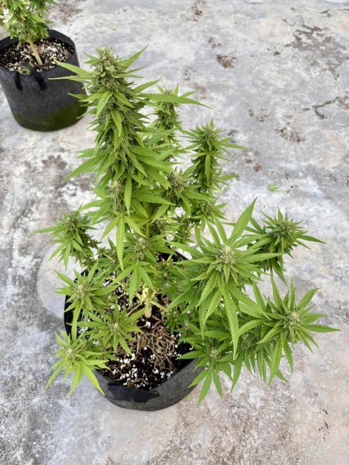 Panama Red - 2/22/26. Week 13
