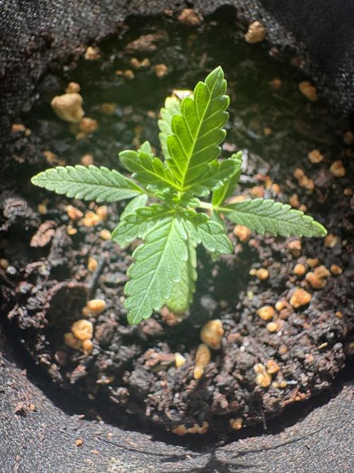 OG KUSH - 6/10/26. Week 1