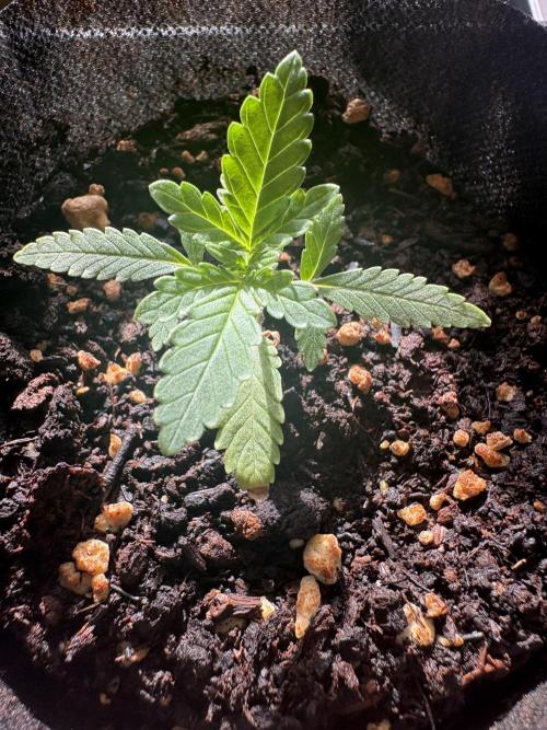 OG KUSH - 6/10/26. Week 1