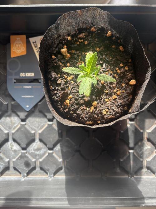 OG Kush. Week 1
