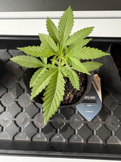 Purple Haze - 6/3/26. Week 2