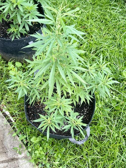 Skunk #1 - 4/20/26. Week 6