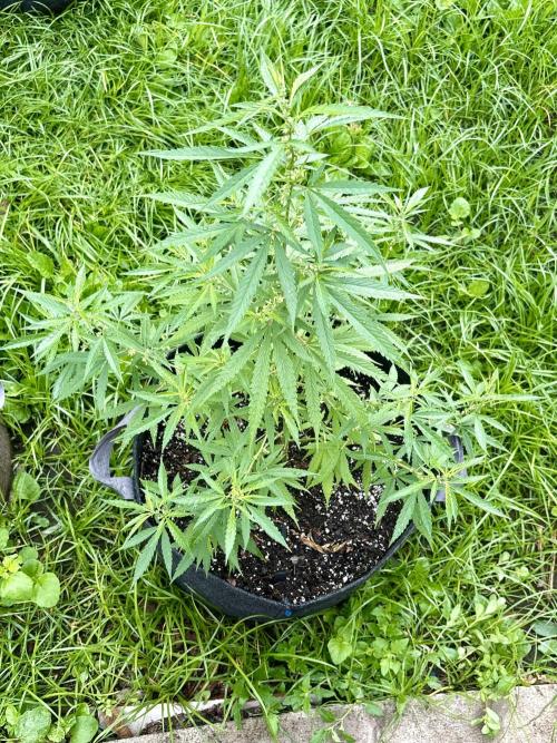 Skunk #1 - 4/20/26. Week 6
