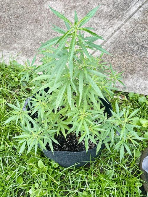 Skunk #1 - 4/20/26. Week 6