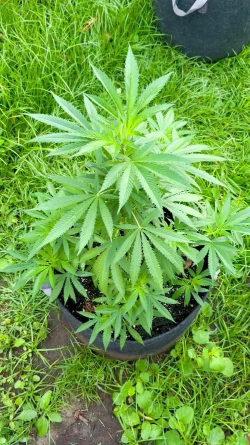 Blue Skunk - 4/12/26