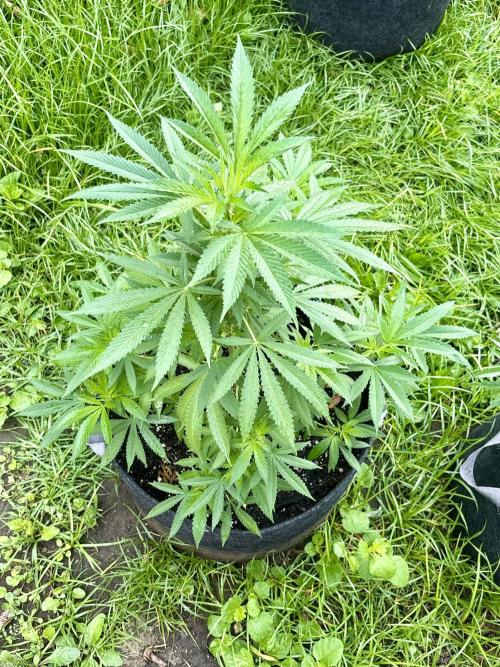 Blue Skunk - 4/12/26. Week 7