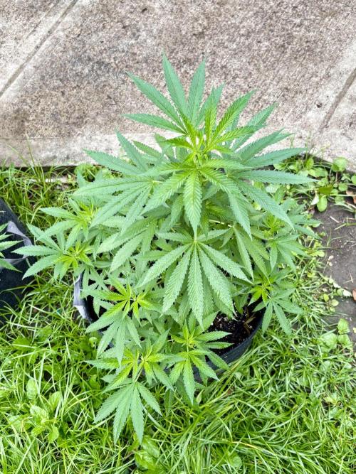 Blue Skunk - 4/12/26. Week 7