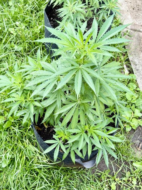Blue Skunk - 4/12/26. Week 7