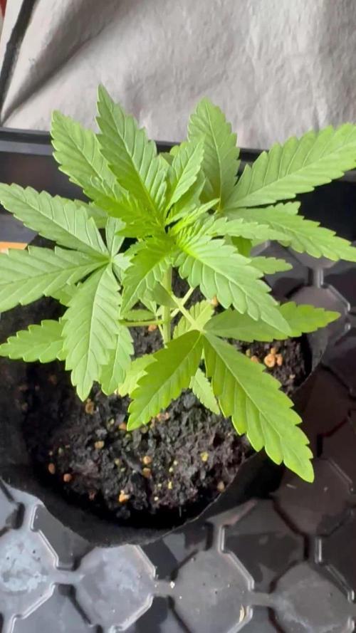 OG KUSH - 6/10/26