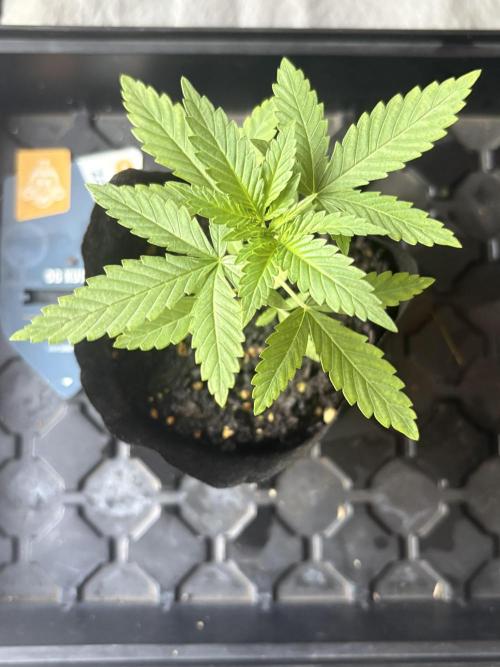 OG KUSH - 6/10/26. Week 2