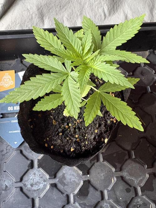 OG KUSH - 6/10/26. Week 2