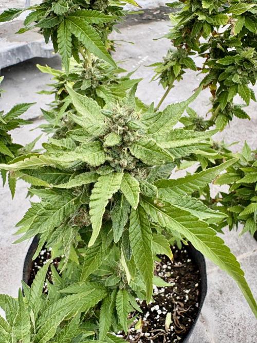Panama Red - 2/22/26. Week 14
