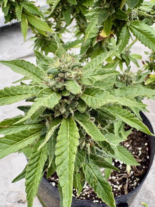 Panama Red - 2/22/26. Week 14