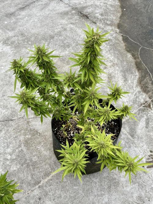 Panama Red - 2/22/26. Week 14