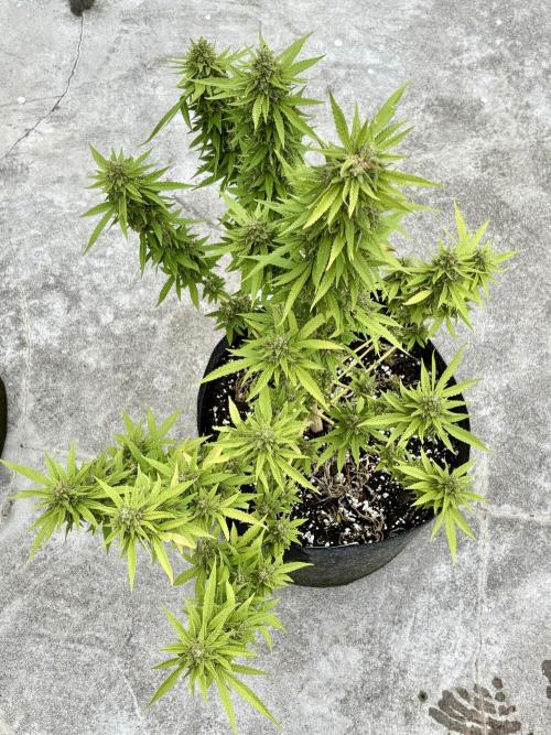 Panama Red - 2/22/26. Week 14