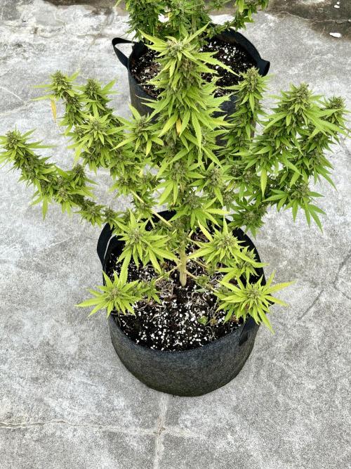 Panama Red - 2/22/26. Week 14