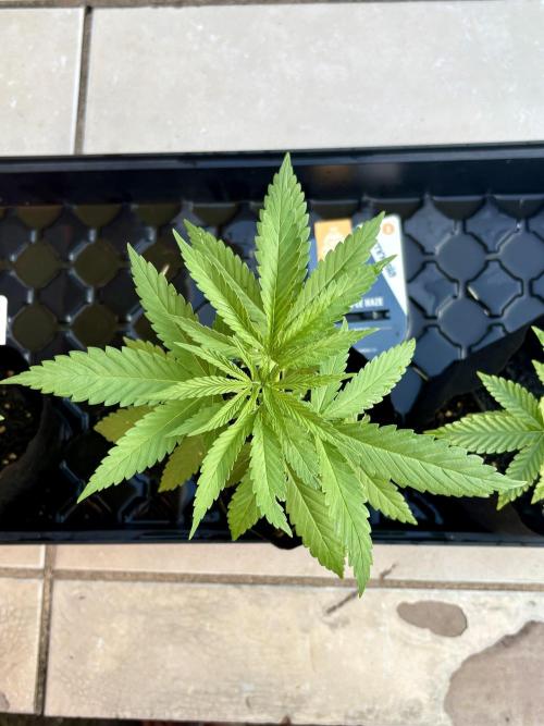 Purple Haze - 6/3/26. Week 3