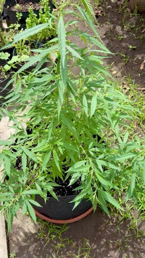 Skunk #1 - 4/20/26