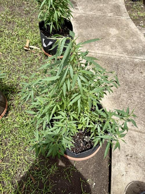 Skunk #1 - 4/20/26. Week 7