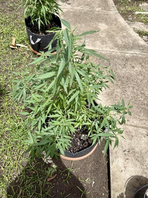 Skunk #1 - 4/20/26. Week 7