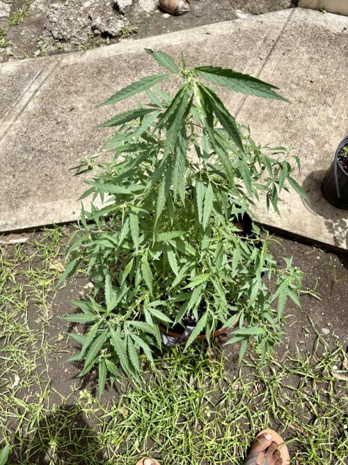 Skunk #1 - 4/20/26. Week 7