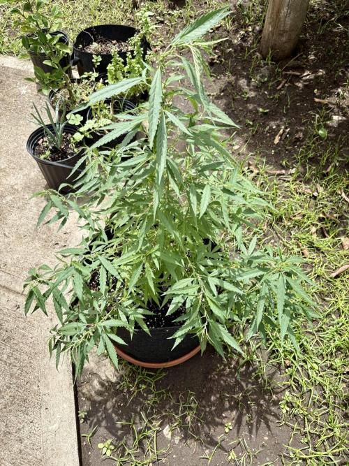 Skunk #1 - 4/20/26. Week 7
