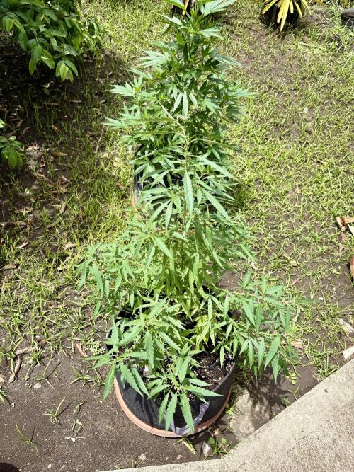 Skunk #1 - 4/20/26. Week 7
