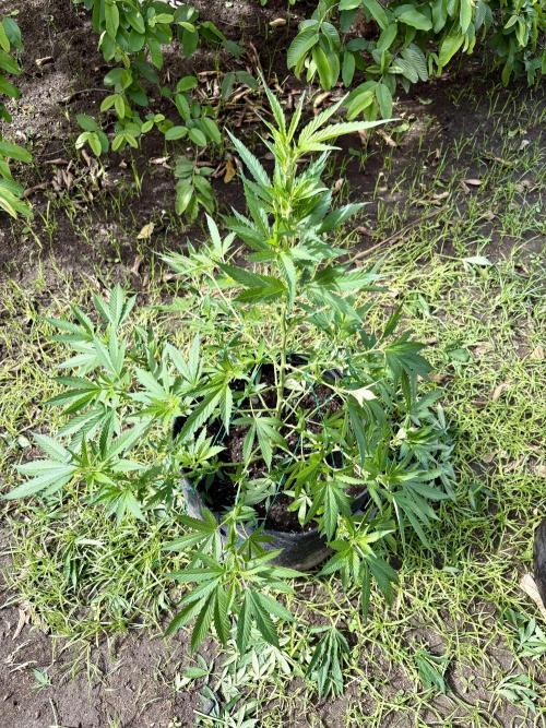 Blue Skunk - 4/12/26. Week 8