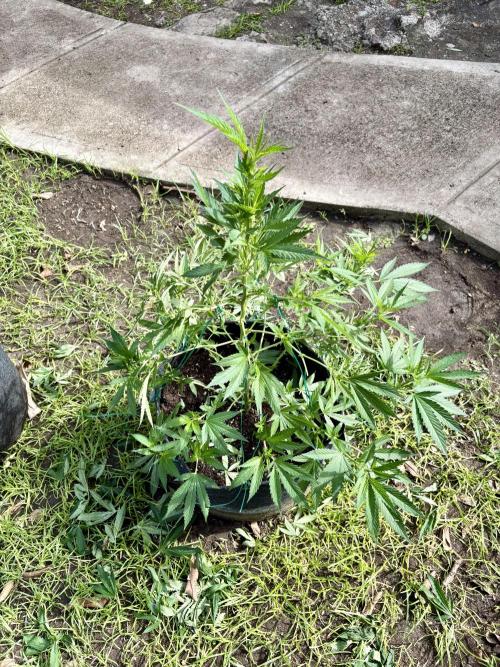 Blue Skunk - 4/12/26. Week 8