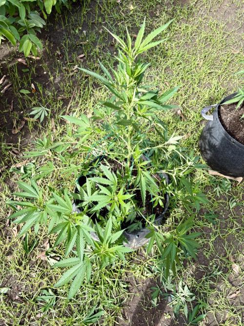 Blue Skunk - 4/12/26. Week 8