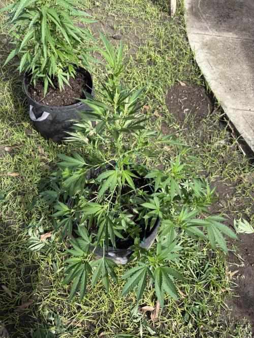 Blue Skunk - 4/12/26. Week 8