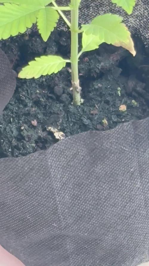 OG KUSH - 6/10/26