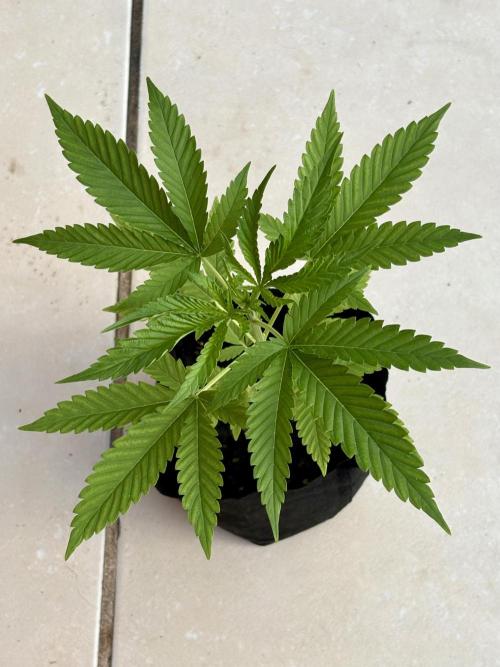 OG KUSH - 6/10/26. Week 3