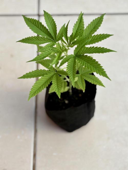 OG KUSH - 6/10/26. Week 3
