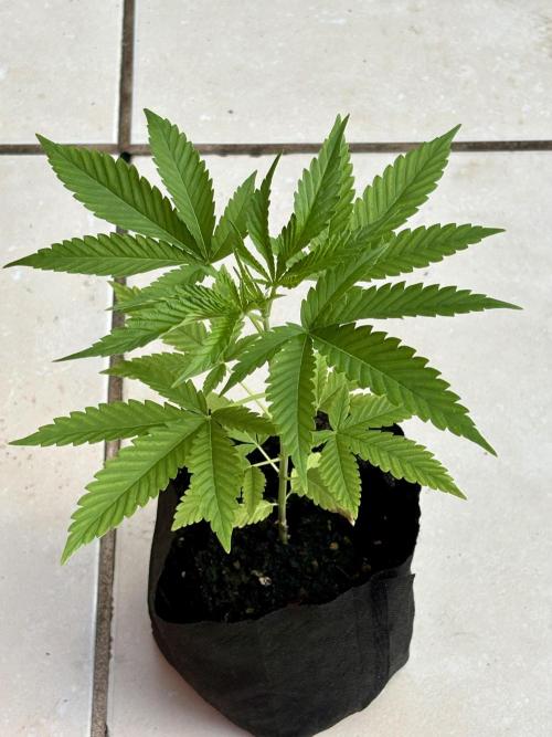 OG Kush. Week 3