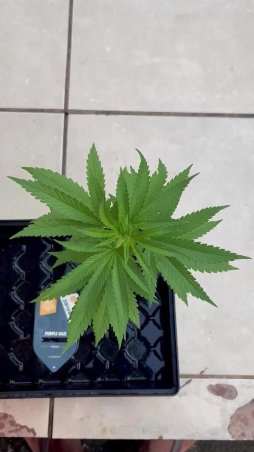 Purple Haze - 6/3/26