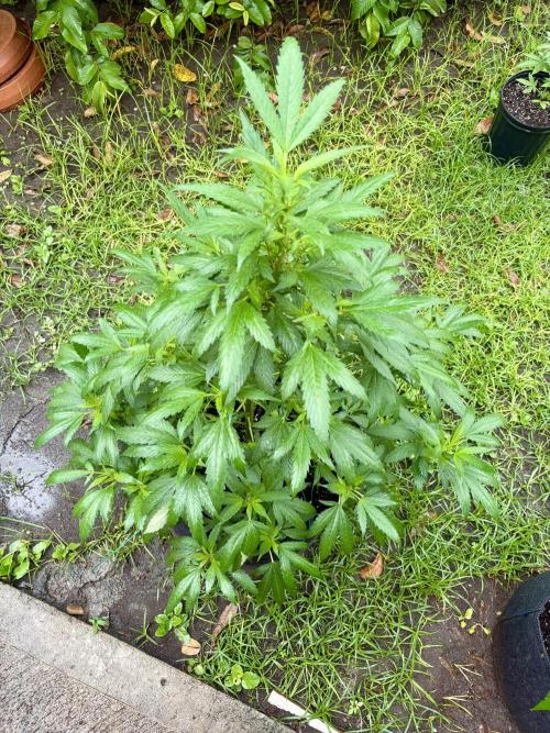 Blue Skunk - 4/12/26. Week 9
