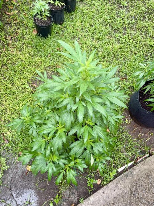 Blue Skunk - 4/12/26. Week 9