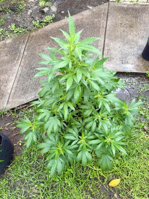 Blue Skunk - 4/12/26. Week 9